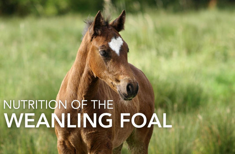Nutrition of the Weanling Foal: From Weaning to Twelve Months | Equine Science Matters™